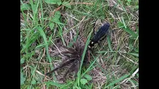 Tarantula Hawk Wasp Dragging Tarantula - Colombia