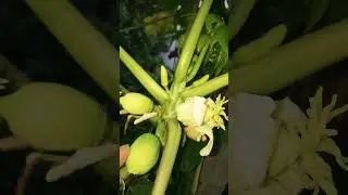 Carica papaya (Caricaceae family)