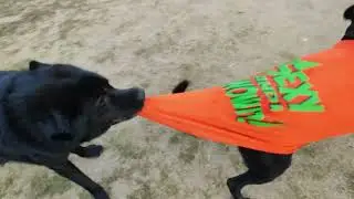Bhotia Dog Leo ki Masti