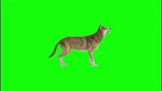 Wolf Green Screen 🐺 | Free Use FootageWolf Green Screen Video | No Copyright | Free Download