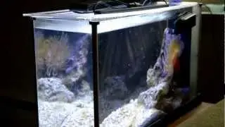fluval spec V review