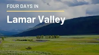 Four Days in Lamar Valley