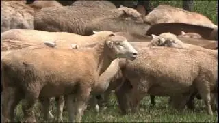 11/04/2017 - SENAR EM CAMPO HISTÓRIA DE SUCESSO - Ovinos (SC)