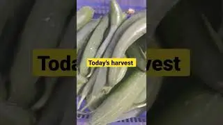 terrace garden harvest.  #ridgeguard #organicfarming #plantshorts #vegetablegarden