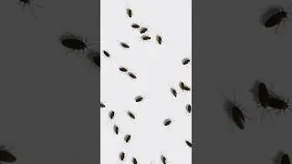 Cockroach for cute cat #insects #catgames #catandmousegame #youranimals #cattv #catlife