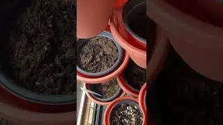 Day 3 of our seed soaking trials. Treated vs untreated seeds & treated vs untreated soil.