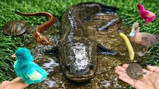 Yuhu Menangkap Ikan Gabus dalam lubang dan Belut, luwing, Ikan Hias, Ikan cupang warna warni