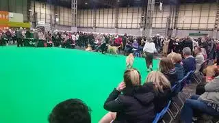 Crufts Mastiff bitch cc and reserve cc lap of honour
