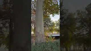 Шредер илмий текшириш институти боги. #video #live #reels #nature #garden #wild #bird