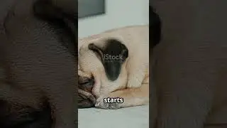 Pug Tails: The Secret Language of Pugs