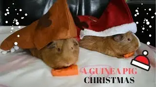A VERY DECORATIVE GUINEA-PIGMAS (late)
