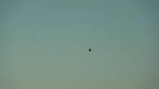 American Kestrel in Flight