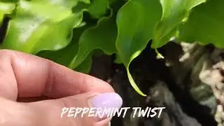 Хоста сорт Peppermint Twist...#hosta #коллекция #сорта #хоста #2024
