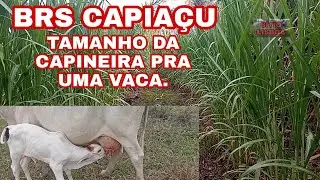 BRS CAPIA&Ccedil;U, QUAL O TAMANHO DA CAPINEIRA PRA UMA VACA?