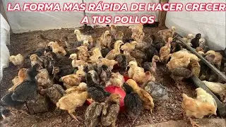 El secreto para  hacer crecer rápido a tus gallinas
