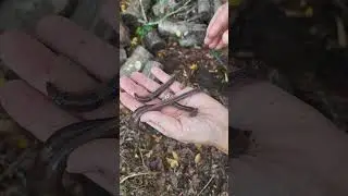 Nice worms in the compost at Dollar Farms.