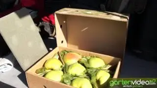 Die amerikanische L&ouml;ffelbirne