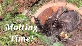 Tliltocatl Albopilosus Sling Tarantula Molting