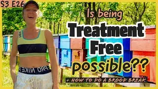 VARROA MITES! How To Be A Treatment Free Beekeeper / Beekeeping 101 #beekeeping