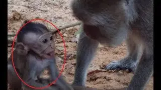 Why Baby Monkey Amara Crying Seizure Loudly? Sumora Monkey Tired to Brest Feeding Amara, ST #135