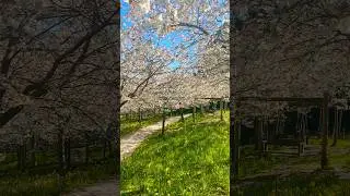 Spring = new beginnings 🌿🌸 #youtubeshorts #lifestyle #wellbeing #mindfulness #blossom #shorts