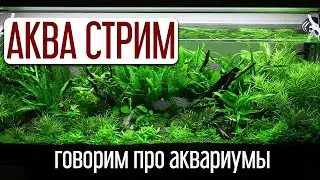 Февральский Аква Стрим. Уютные посиделки про аквариумы и ответы на вопросы.