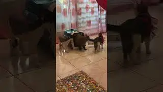 semua pada bingung😁#catshorts