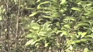 Gallberries