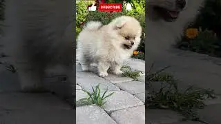 Meravigliosi Animali : Una Esilarante Avventura tra la Bellezza e il Divertimento puro ! 😍😍 # shorts