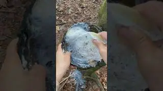 ASMR Rubber Tapping: Satisfying Sounds of Harvesting Latex in Rural Life