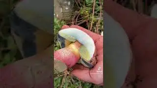 Amazing Color Changing Mushroom! Blue staining Red Stemmed Bitter Bolete (Caloboletus rubripes)