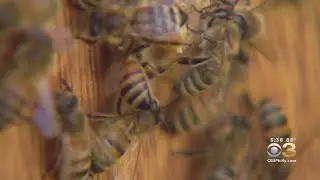 Growing Concerns About Crop Productions With Declining Bee Populations