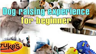 Dog raising experience for beginners # LDC 200 # @lovedogs7747