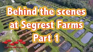 A behind the scenes tour of the incomparable Segrest Farms