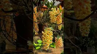 Get your orchids to grow like ours. #orchidflower #orchidcollection #orchidsociety