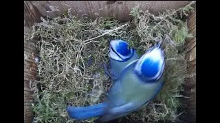 Moss Wildlife Watch Live Blue Tit nest box Camera