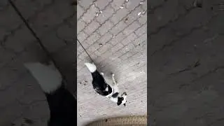 Upside down dog #shorts #shortvideo #hashtag #subscribe #pudding #dog #park #short #dogs
