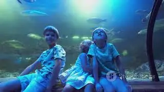 Dive into the Wonders of Key West Aquarium! 🦈 A Must-Visit Florida Attraction! 🐠🌊✨