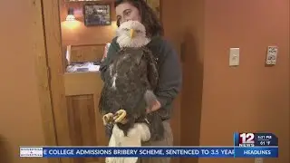 Bald eagle shot and rescued