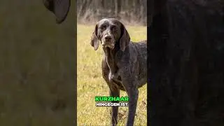 M&uuml;nsterl&auml;nder vs. Deutsch-Kurzhaar: Welcher Jagdhund passt zu dir?