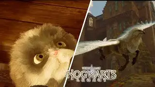 Wir entdecken die ersten gez&auml;hmten Tierwesen und die sind alle putzig 🦄 |Hogwarts Legacy
