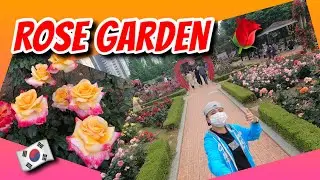 ROSE GARDEN | DAEGU TOUR South Korea