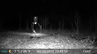 raccoon & blinking space orb