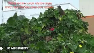 নারায়নগঞ্জে শহরে বানরের আবস্থল। Narayanganj monkey। #BD WIDE RANGERS।