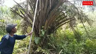 Jangan Asal Pangkas! Ini Cara Pruning Sawit yang Benar dan Menguntungkan 💰🌴