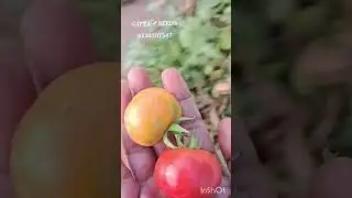 தக்காளி 🍅 இல்லாம எதுவுமே சமைக்க முடியாது!!😱 #giftaseeds #farmtohome #sowingseeds #tomato #harvest