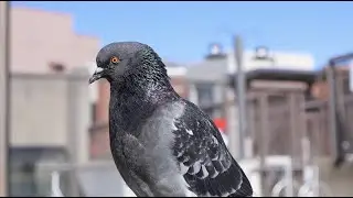 Porter Square Pigeons
