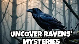 The Mysterious World of Ravens
