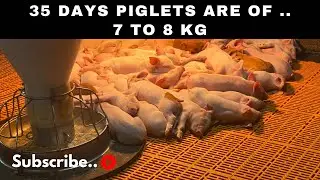 PiggyVibes is live!