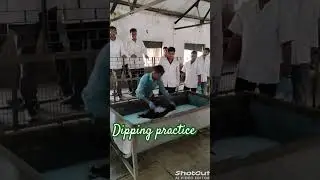Dipping of sheep and goat (first year ug ) #vet ivri   Bareilly